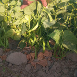 Ҳурматли тадбир